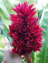 vignette Alpinia purpurata 'Tahitian ginger'