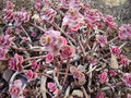 vignette Sedum spurium 'Purple Carpet'