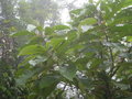vignette Saurauia napaulensis
