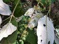 vignette Schefflera macrophylla flava CHB09.VI48