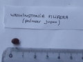 vignette washingtonia filifera