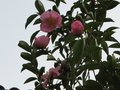vignette camelia sasanqua plantation pink au 27 11 09
