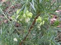 vignette Grevillea gracilis alba au 27 11 09