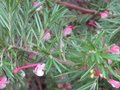 vignette Grevillea rosmarinifolia gros plan au 27 11 09