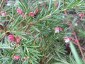 vignette Grevillea rosmarinifolia au 27 11 09