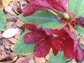 vignette Rhododendron Impy au 27 11 09