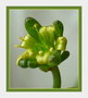 vignette Lenophyllum Guttatum - fleur 26 11 09 Ndc