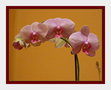 vignette Orchide 26 11 2009 ndc