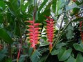 vignette Heliconia rostrata (pendula)