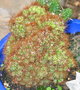 vignette Cereus Peruvianus fm monstruosus