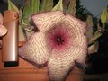 vignette Fleur de Stapelia gigantea