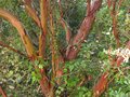 vignette Arbutus andrachnoides au 29 11 09