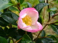vignette Camélia ' Versicolor ' camellia sasanqua
