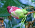 vignette Camélia , camellia en bouton