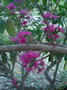 vignette Syzygium malaccense