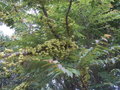 vignette Phyllanthus acidus