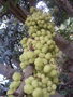 vignette Phyllanthus acidus