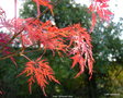 vignette Acer  palmatum ' Emerald Lace '  Erable du japon