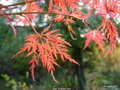 vignette Acer  palmatum' Emerald Lace '  Erable du japon