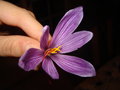 vignette Cocus sativus