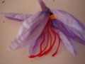 vignette Crocus sativus 5 stigmates