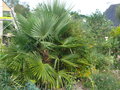 vignette Trachycarpus f. Nainital, mon jardin