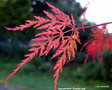 vignette Acer palmatum ' Emerald Lace '  Erable du japon