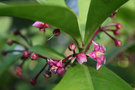 vignette Ardisia humilis