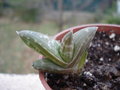 vignette Aloe Fosteri