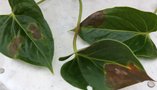 vignette feuilles taches de marron de l'anthurium