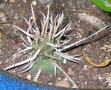 vignette Tephrocactus Articulatus Var.Papyracanthus