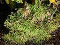 vignette lycopodium complanatum