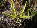 vignette Dicranopteris dichotoma