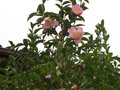 vignette Camelia sasanqua plantation pink au 01 12 09