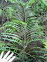 vignette Blechnum orientale CHB09.VI92