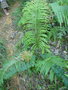 vignette Blechnum orientale