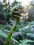 vignette Blechnum orientale CHB09.VI92