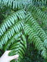 vignette Cyathea gigantea CHB09.VI49