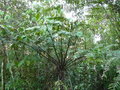 vignette Cyathea gigantea CHB09.VI49