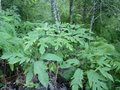 vignette Schefflera farinosa