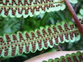 vignette Cyathea gigantea CHB09.VI49