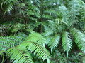 vignette Cyathea gigantea CHB09.VI49