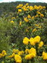 vignette Storckiella pancheri ssp. acuta