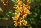 vignette Duranta plumieri-fruits-Verbenacees