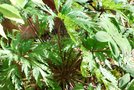 vignette Geranium de Madere-Geraniacees