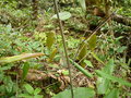 vignette Ampelocalamus sp Tay con linh