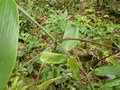 vignette Ampelocalamus sp Tay con linh