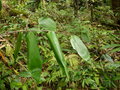 vignette Ampelocalamus sp Tay con linh