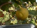 vignette Citrus ichangensis sp hybrid 3