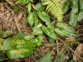 vignette Asarum sp Tay con linh